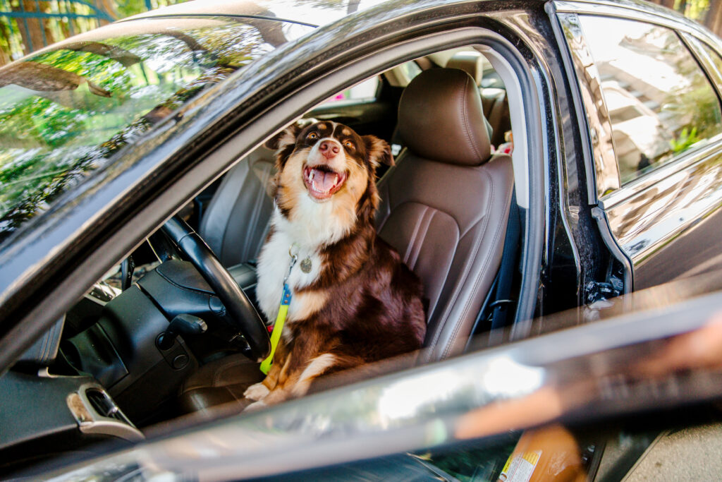 Pet-Friendly Taxi