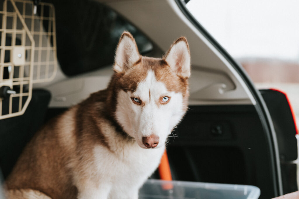 Pet-Friendly Taxis in Miami